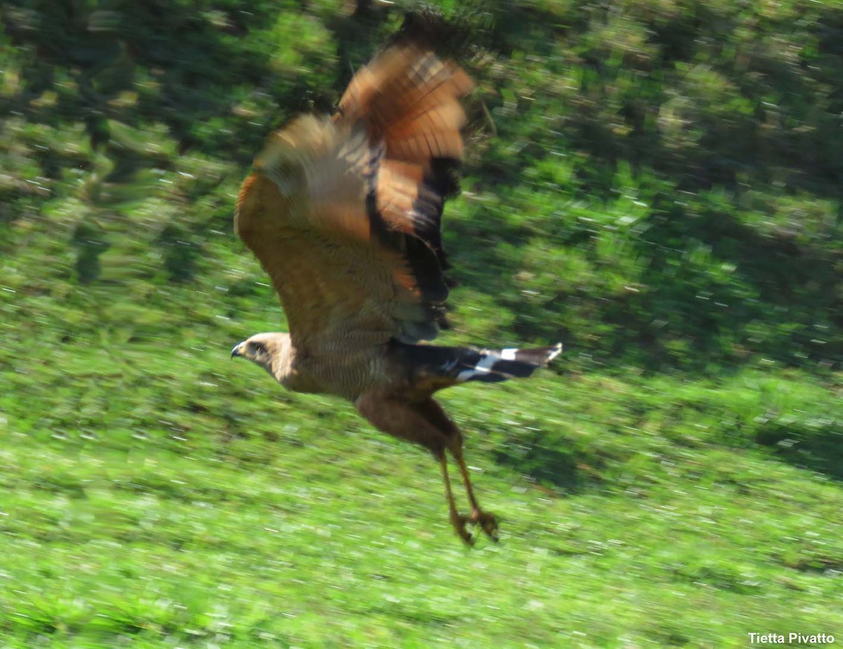 Саванный крабоед - ML646058800