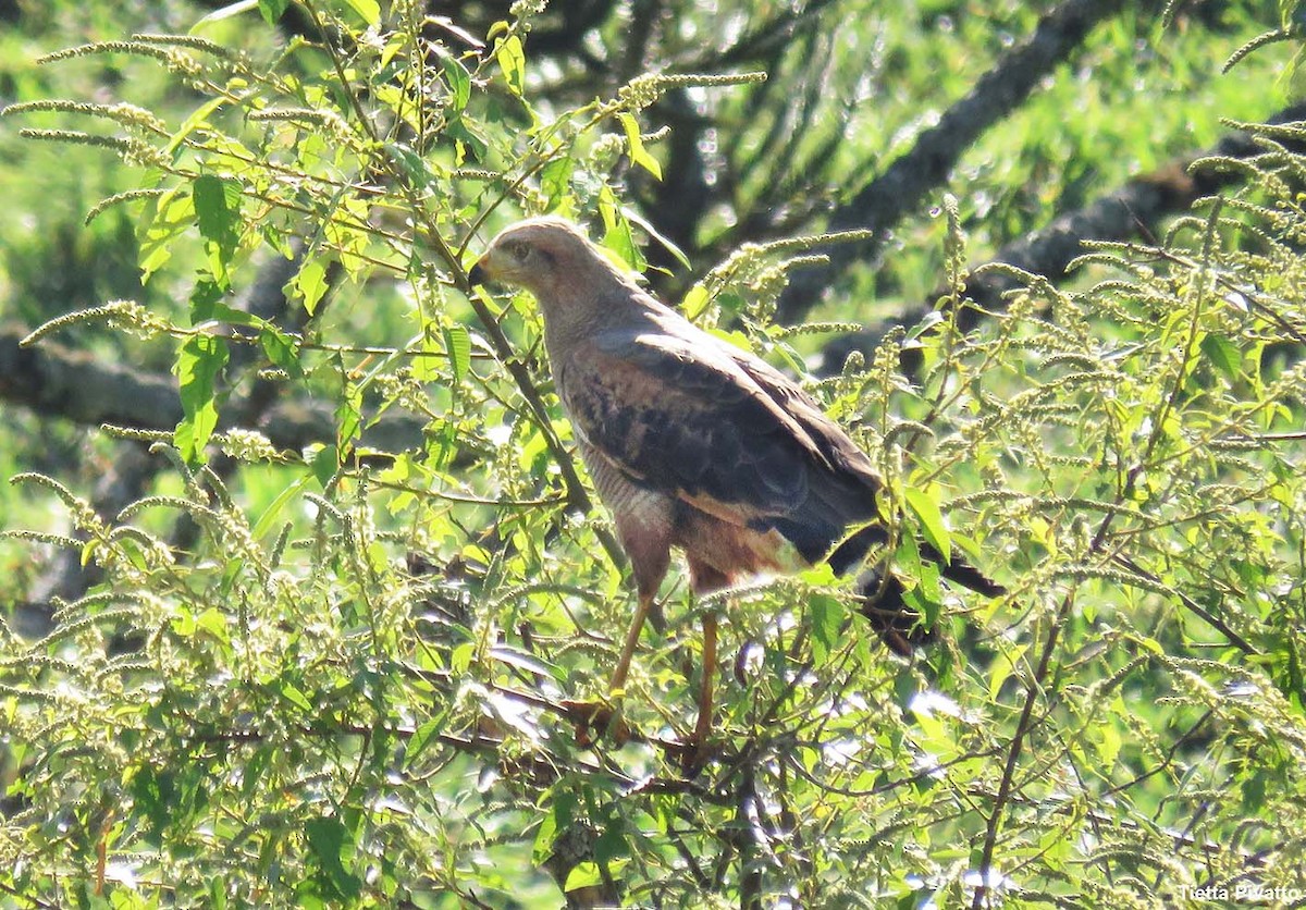 Саванный крабоед - ML646058801