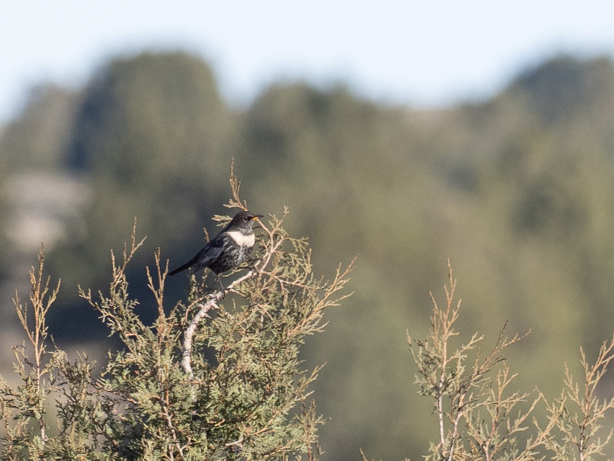 Ring Ouzel - ML646058802