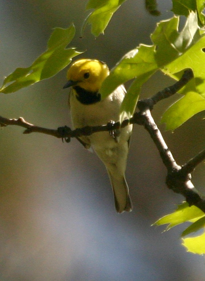 Paruline à tête jaune - ML646058804