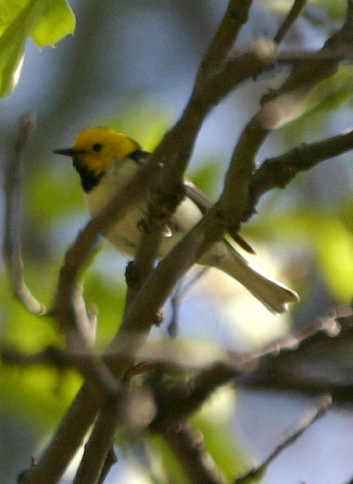 Paruline à tête jaune - ML646058805