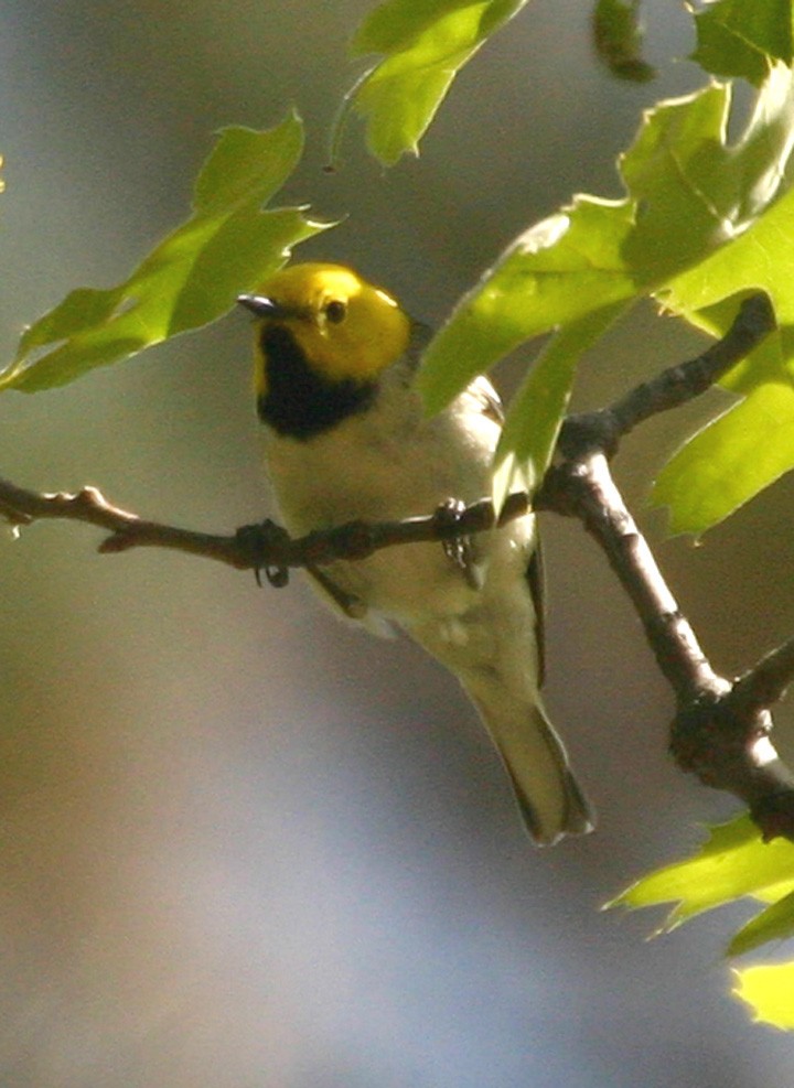 Paruline à tête jaune - ML646058806