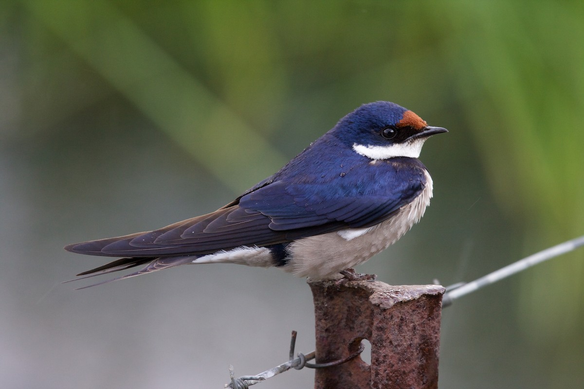 White-throated Swallow - Matt Brady
