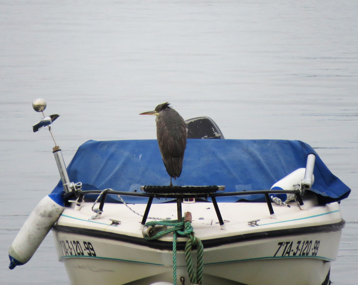 Gray Heron - ML646058819