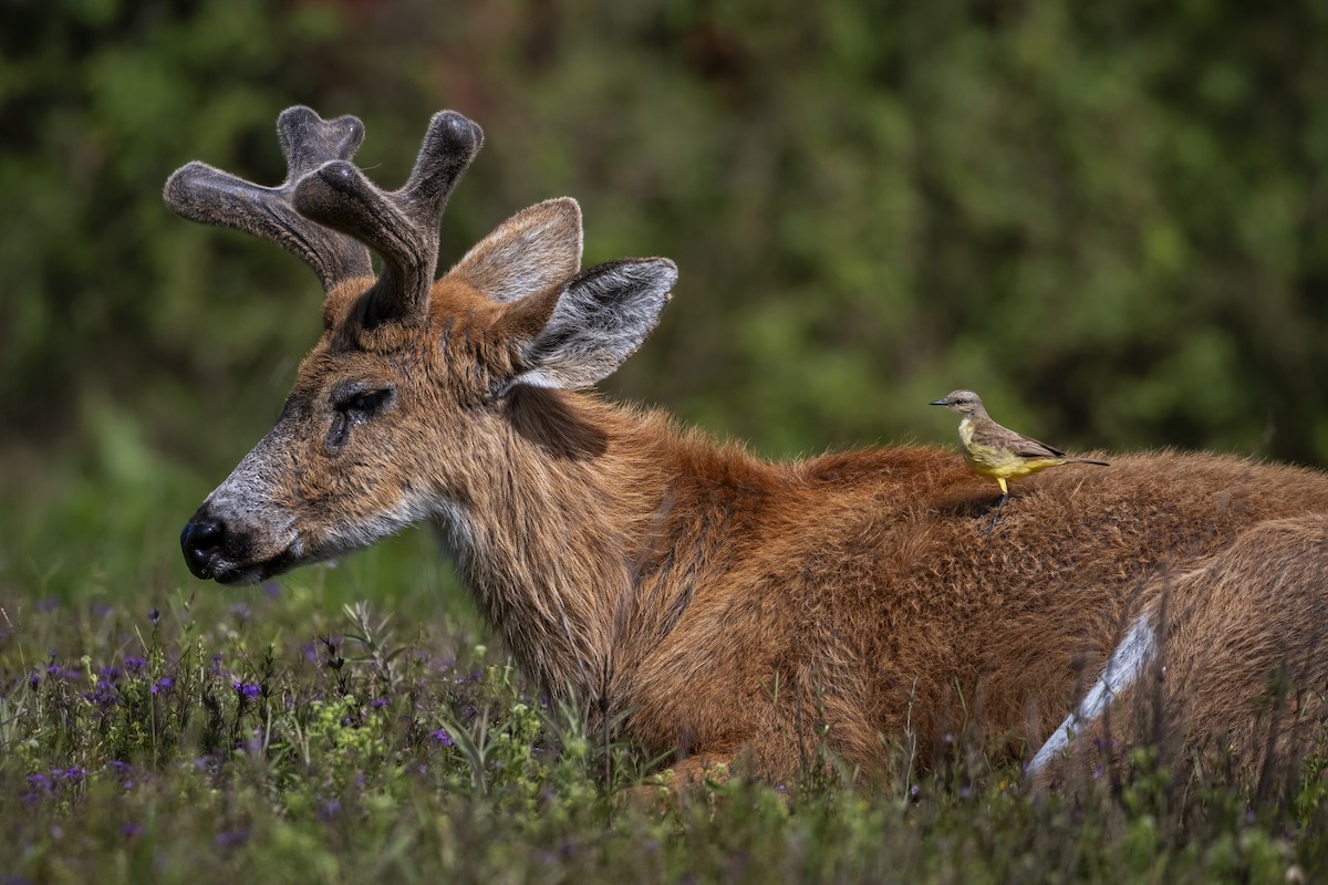 Cattle Tyrant - ML646058820