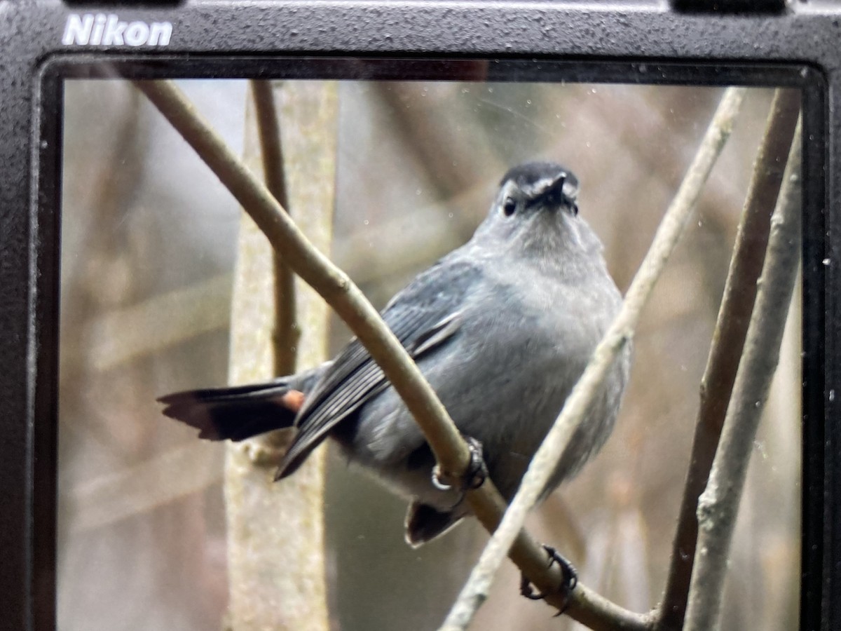 Gray Catbird - ML646058841