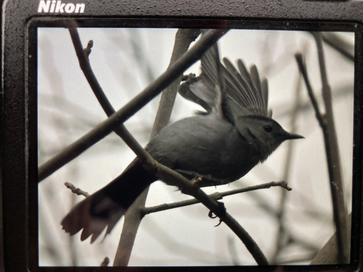 Gray Catbird - ML646058842