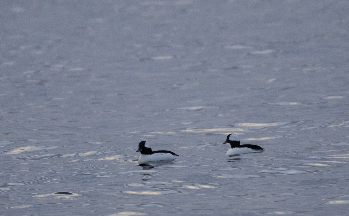 hohol bělavý - ML646058843