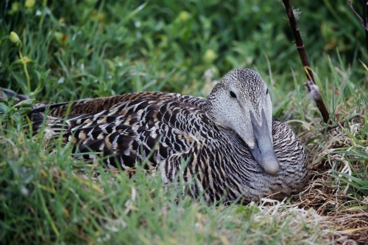 Eider arrunta (eurasiarra) - ML646058852