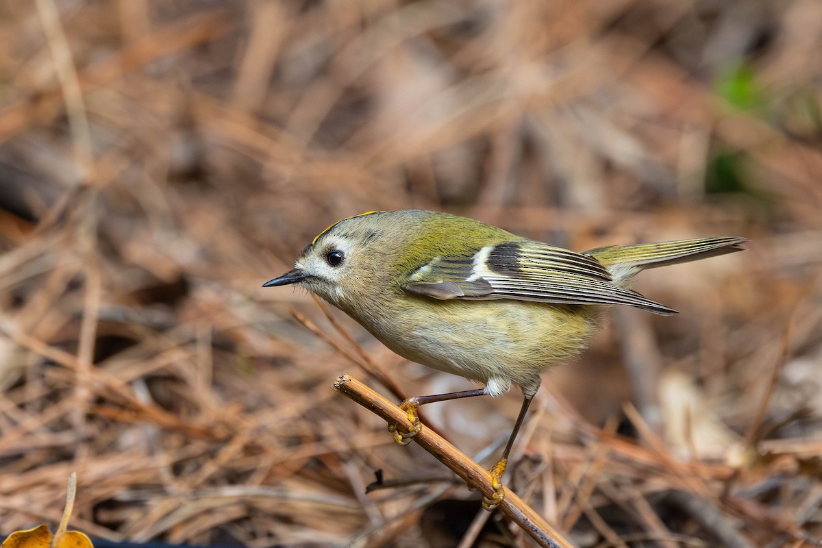 Goldcrest - ML646058853