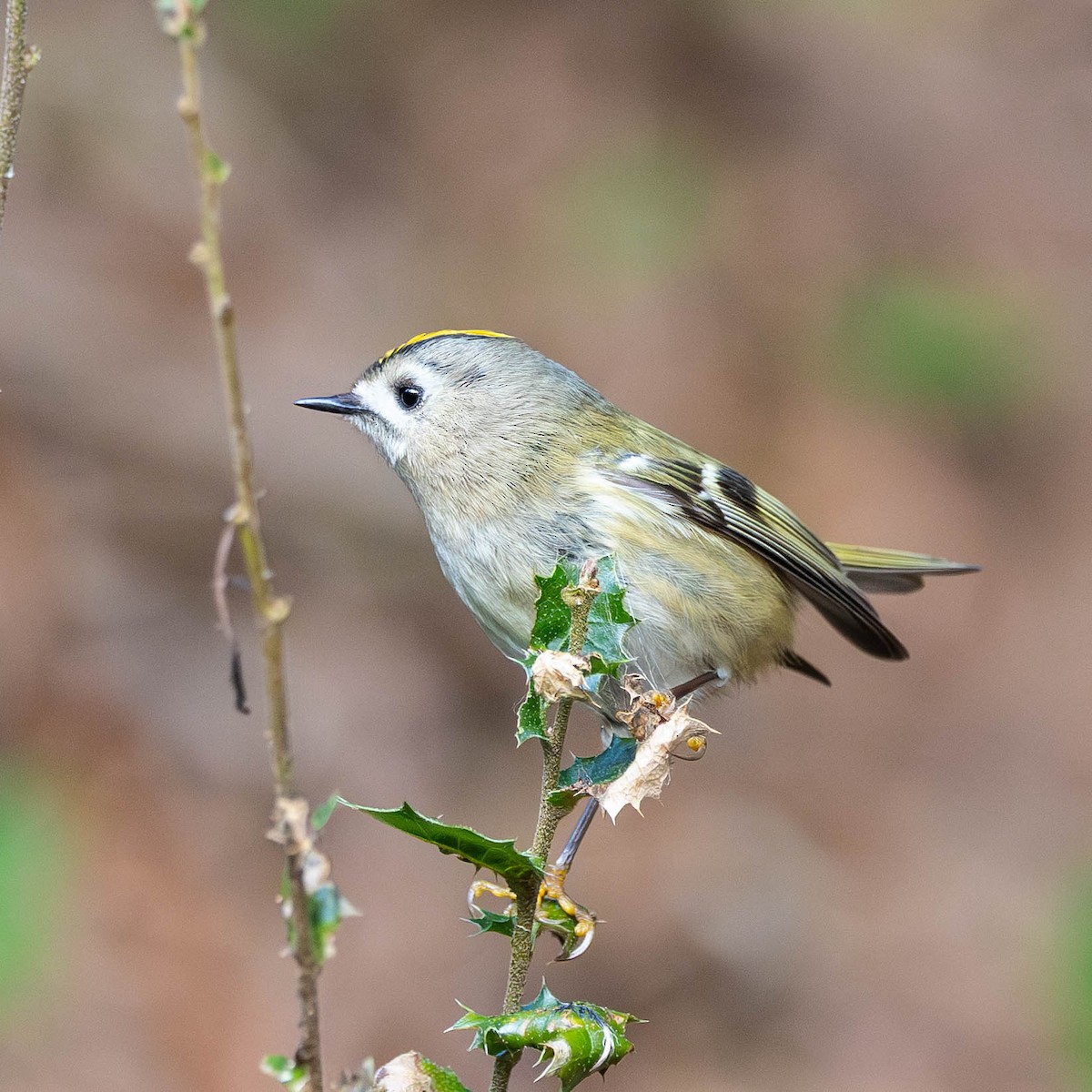 Goldcrest - ML646058855