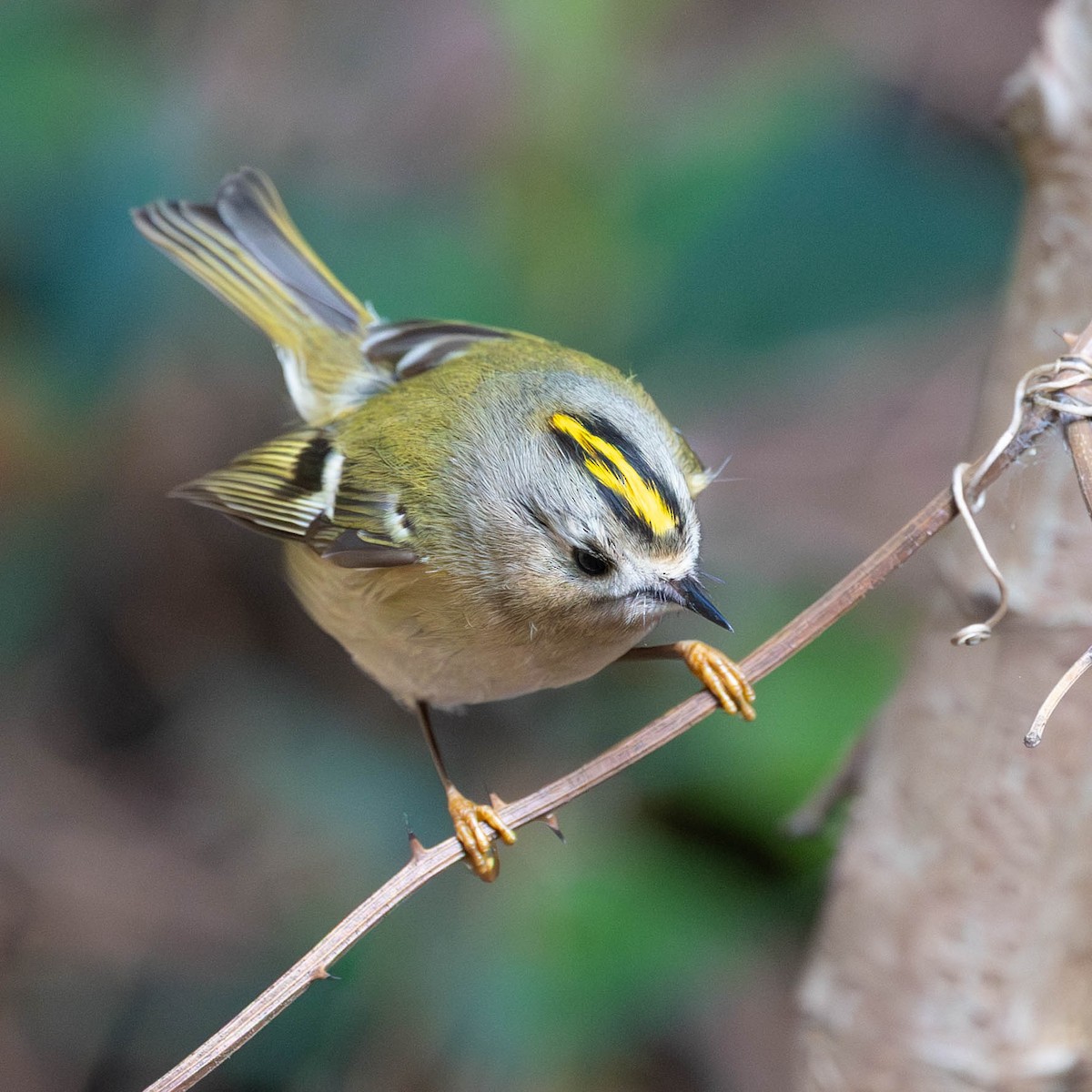 Goldcrest - ML646058856
