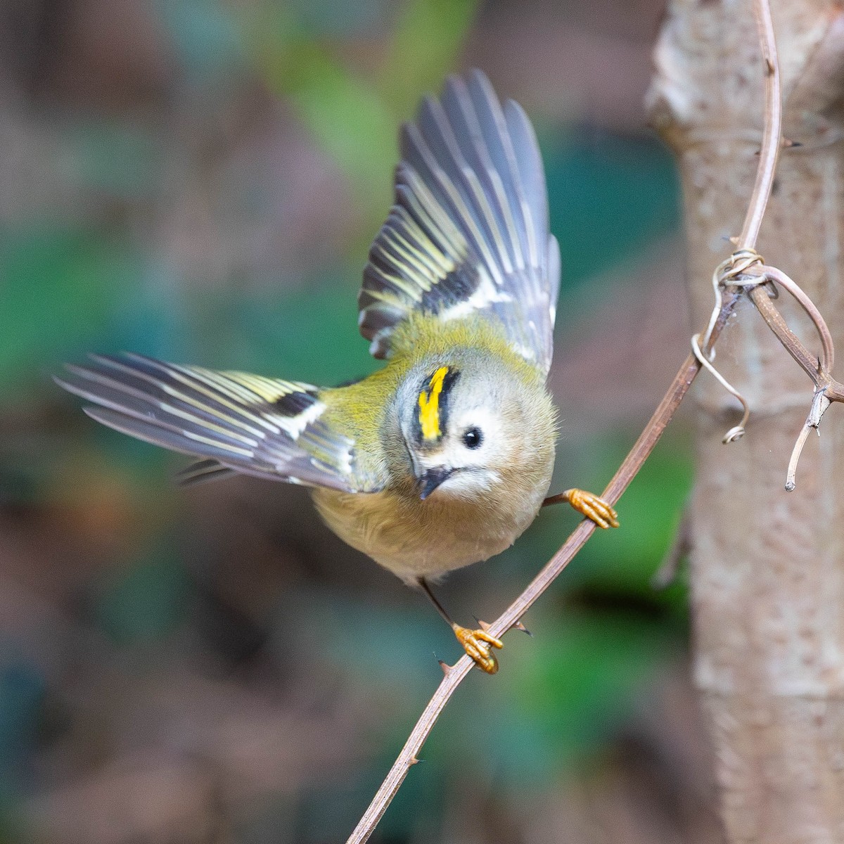 Goldcrest - ML646058857