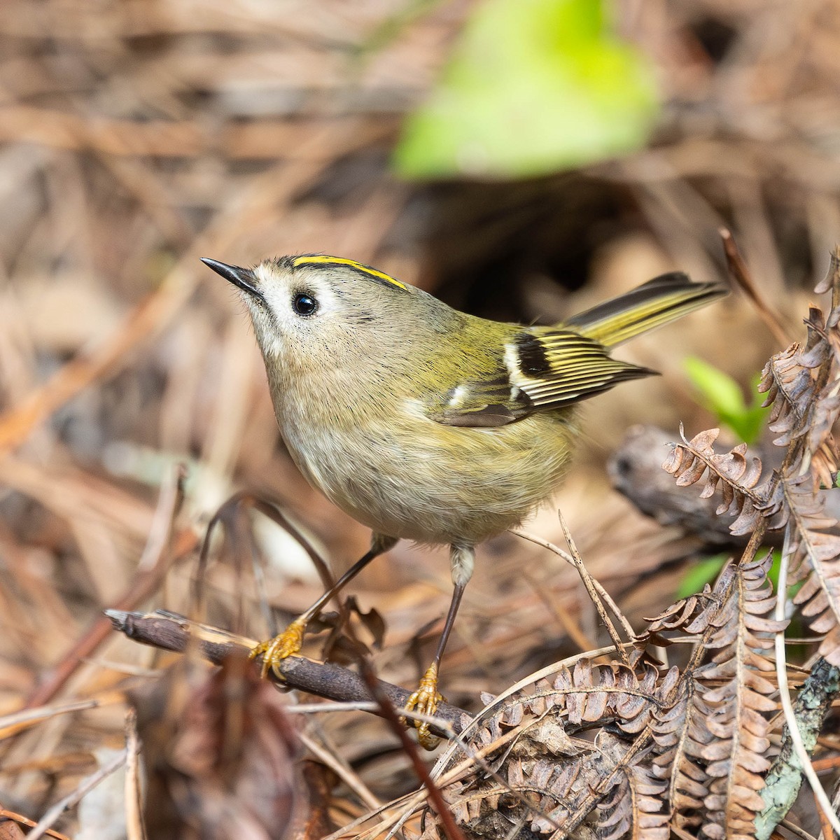 Goldcrest - ML646058858