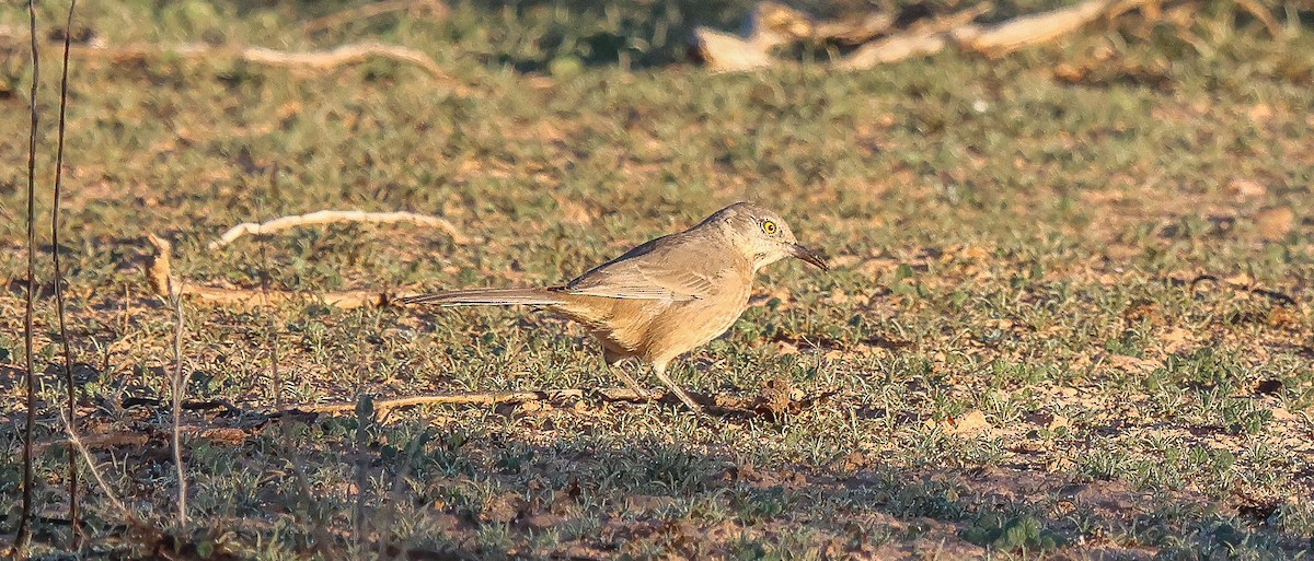 Bendire's Thrasher - ML646058860