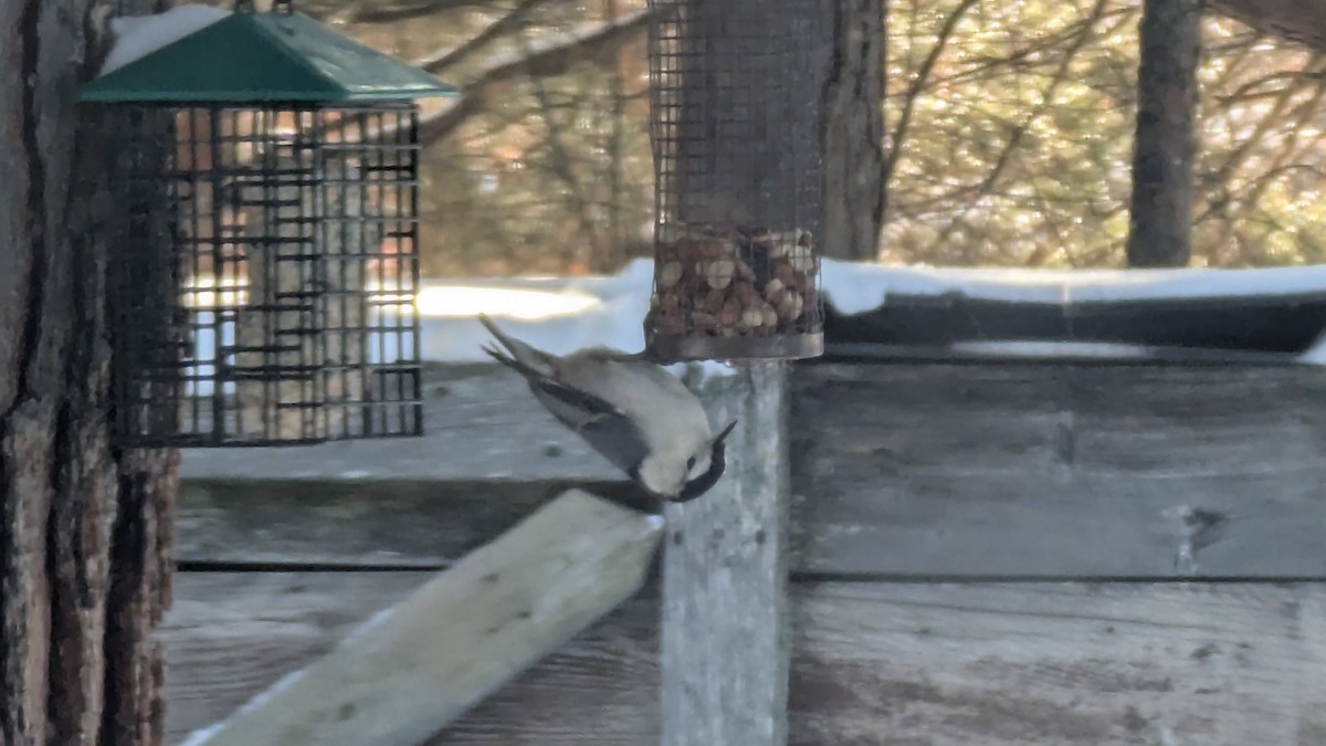White-breasted Nuthatch - ML646058861