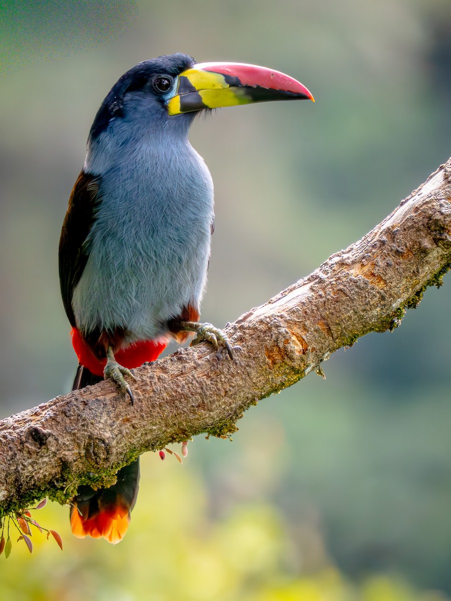 Gray-breasted Mountain-Toucan - ML646058862