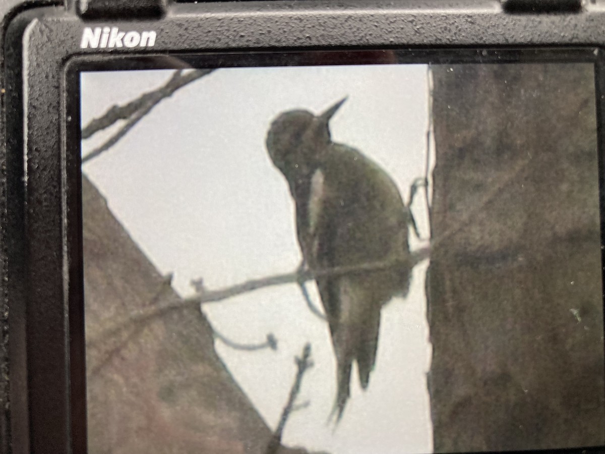 Yellow-bellied Sapsucker - ML646058864