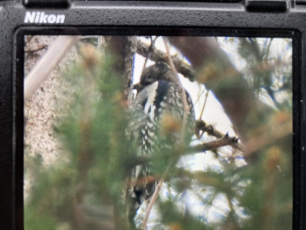 Yellow-bellied Sapsucker - ML646058865