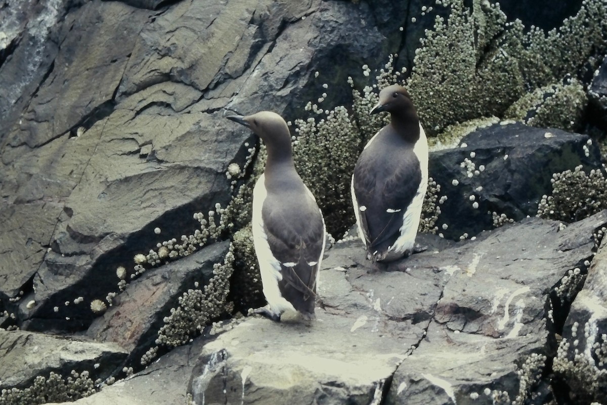 Martin pottorroa - ML646058867