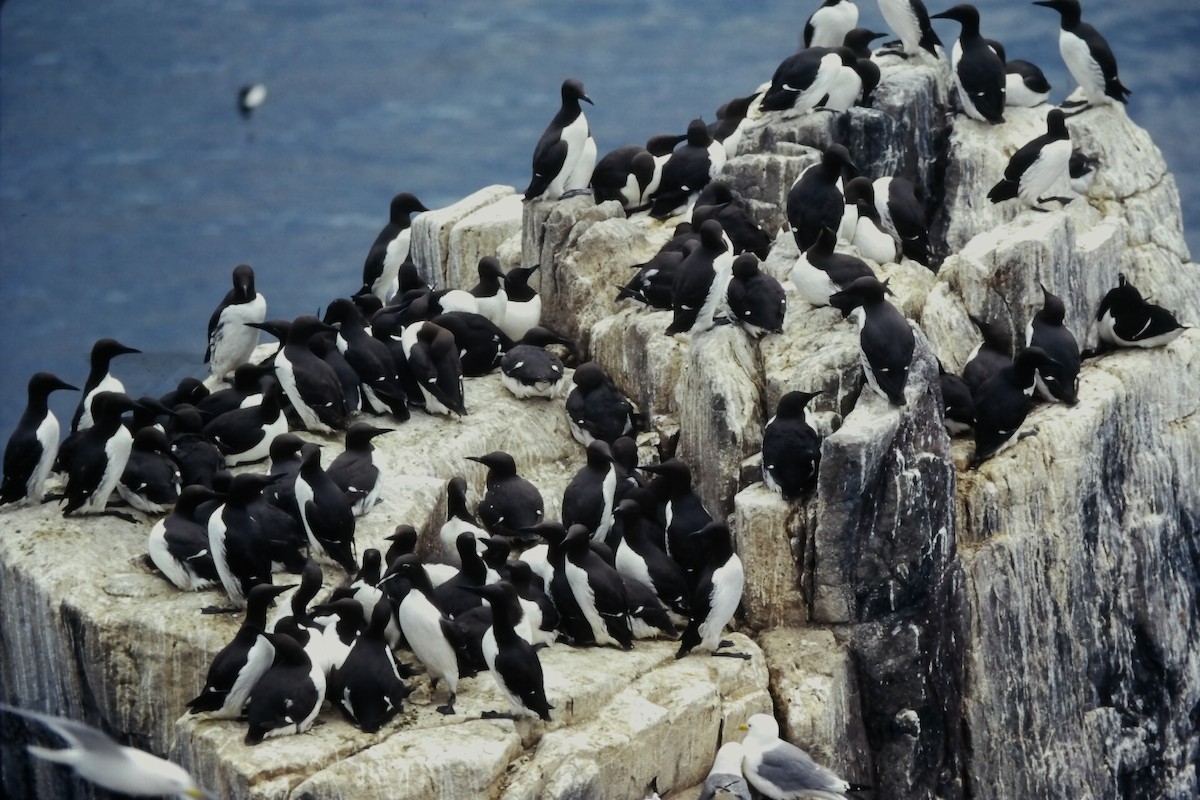 Martin pottorroa - ML646058868