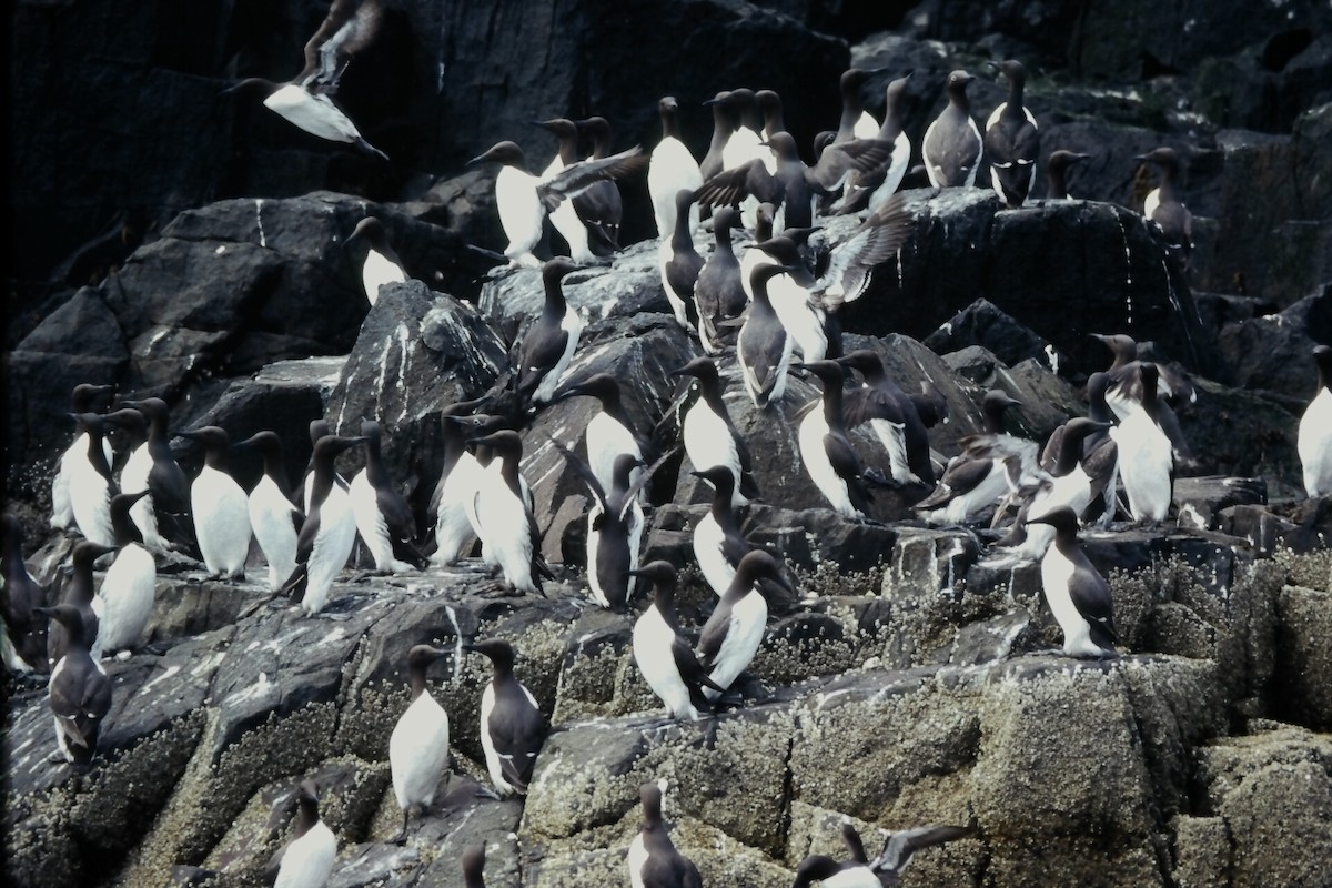 Martin pottorroa - ML646058869