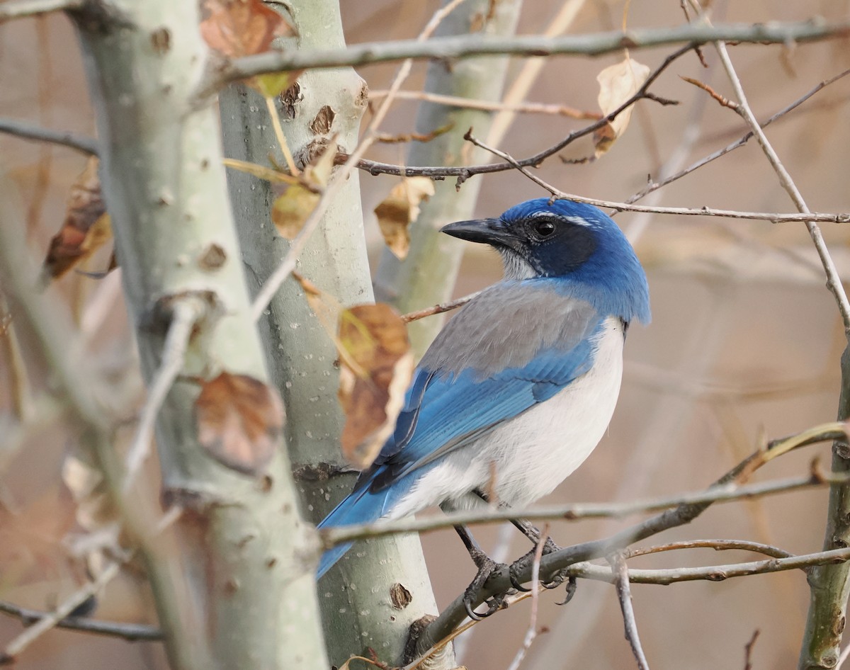 California Scrub-Jay - ML646058870
