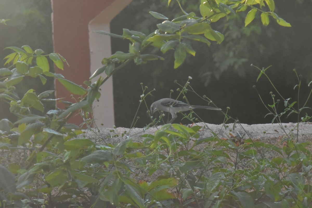 Tropical Mockingbird - ML646058872