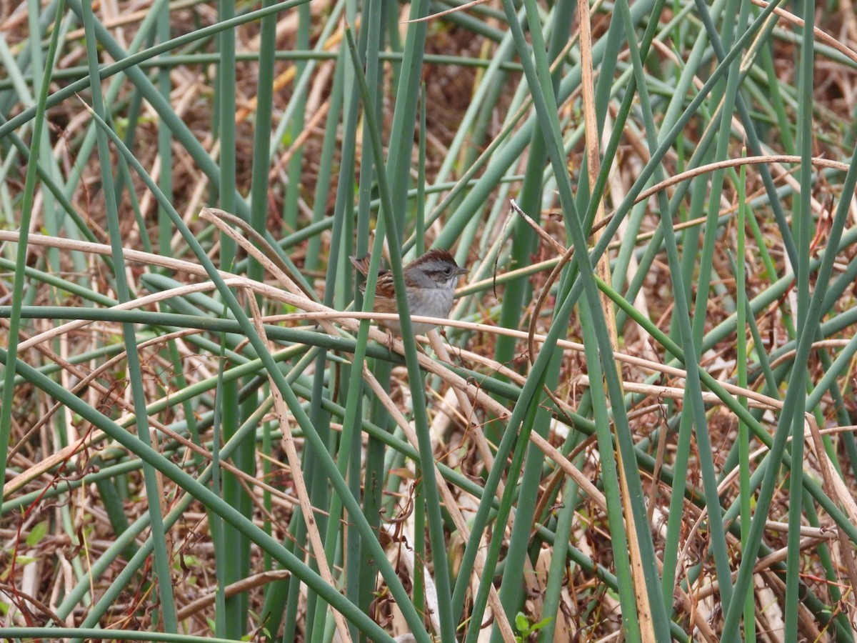 Swamp Sparrow - ML646058874