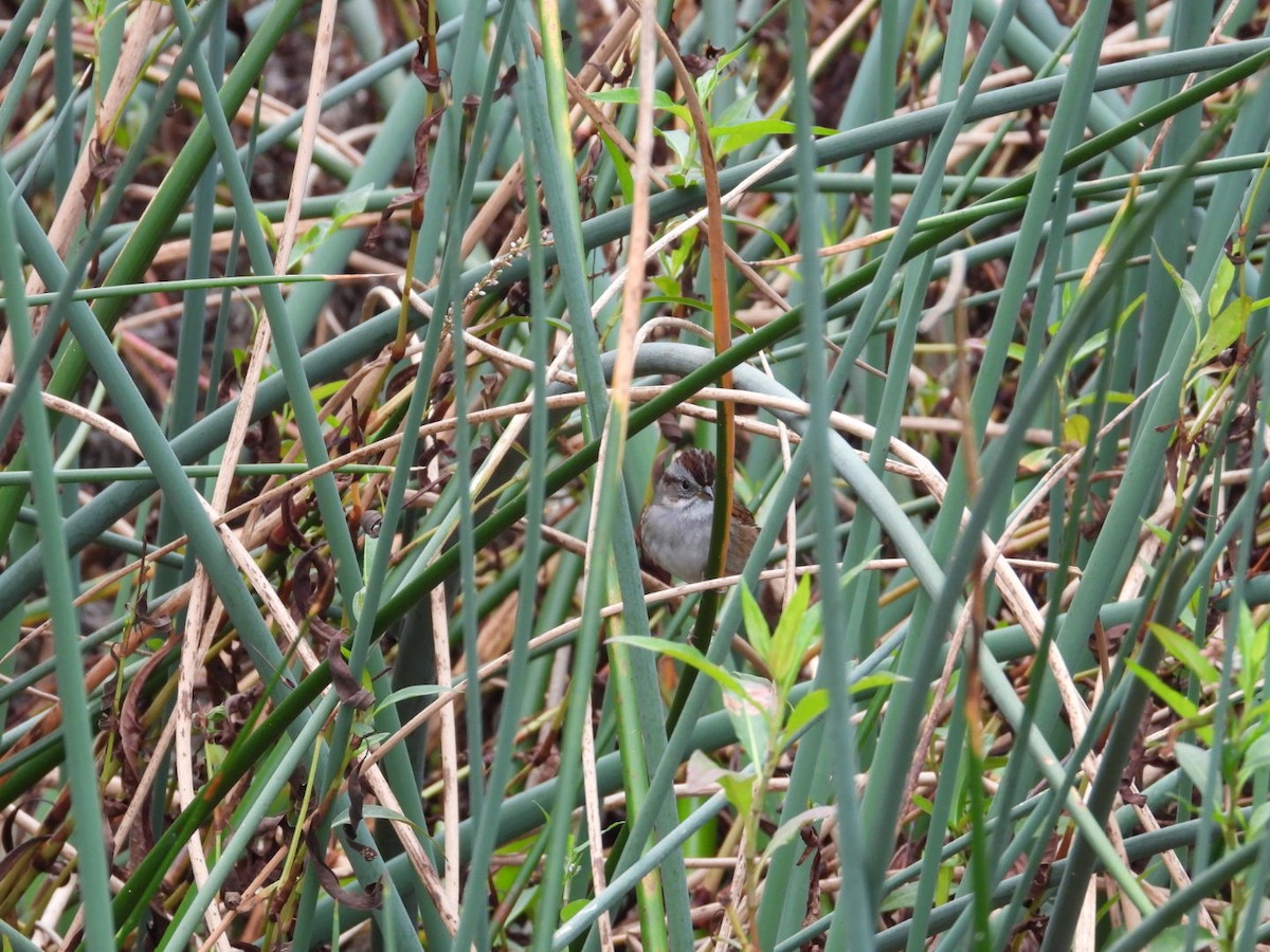 Swamp Sparrow - ML646058876