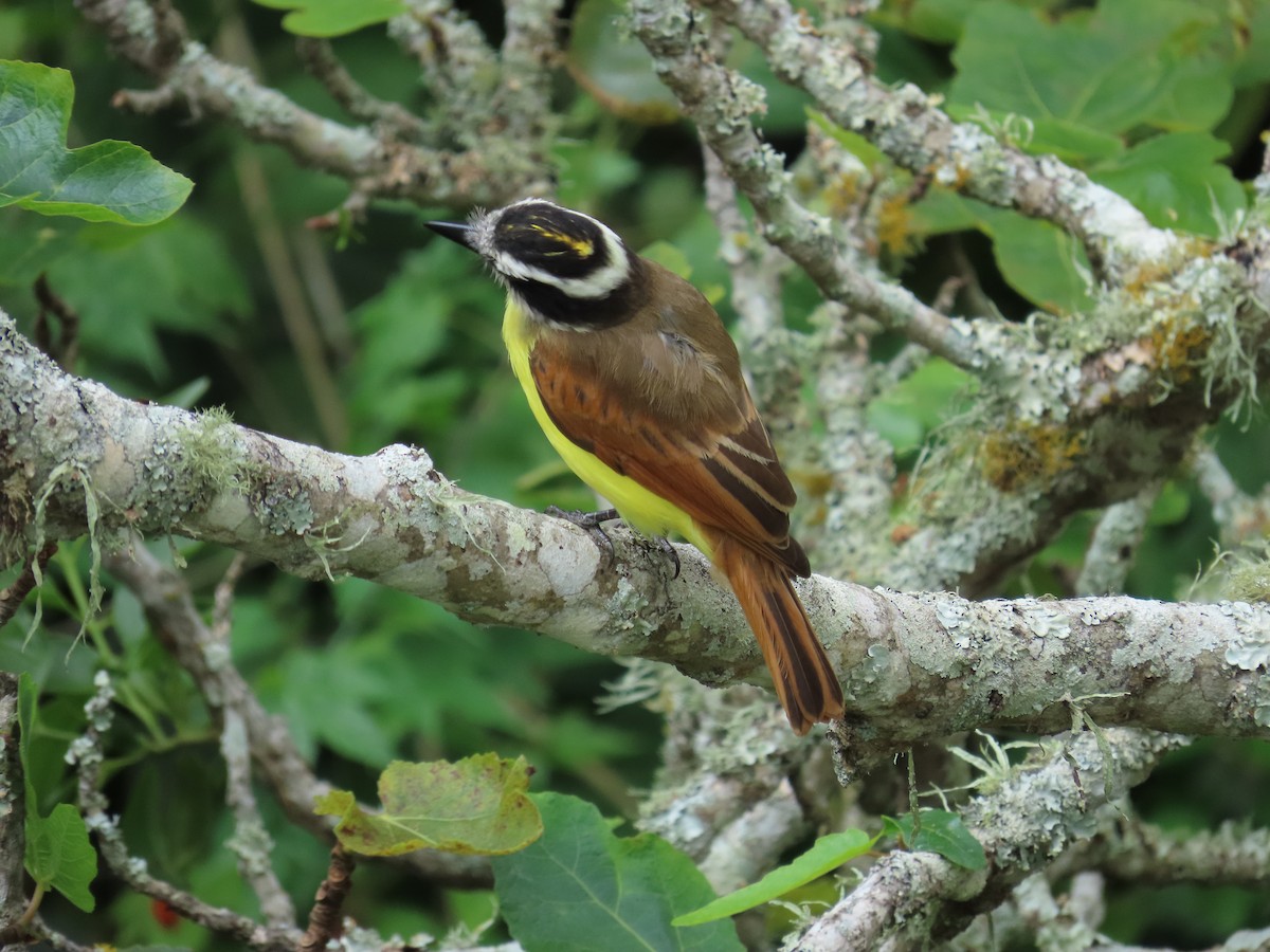 Great Kiskadee - ML646058877