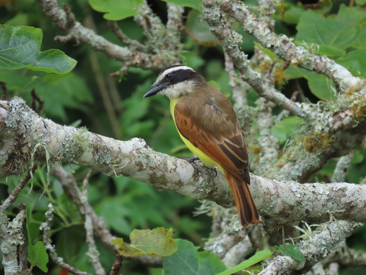 Great Kiskadee - ML646058878