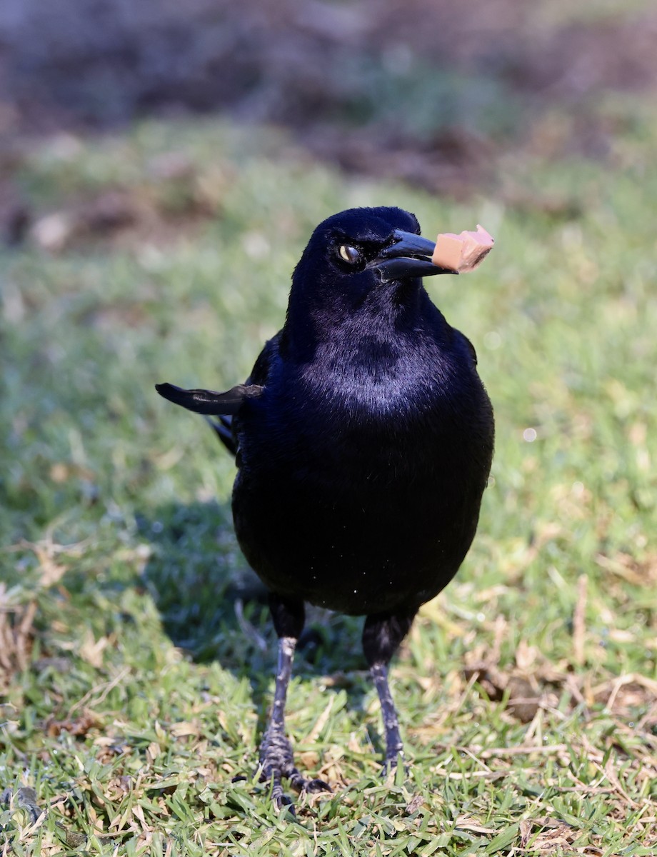 Great-tailed Grackle - ML646058880