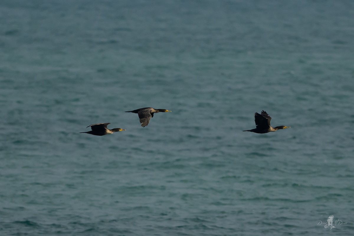 Ubarroi belarriduna - ML646058881