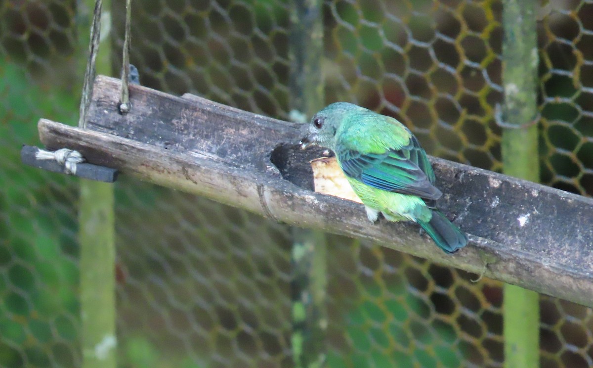 Black-headed Tanager - ML646058883