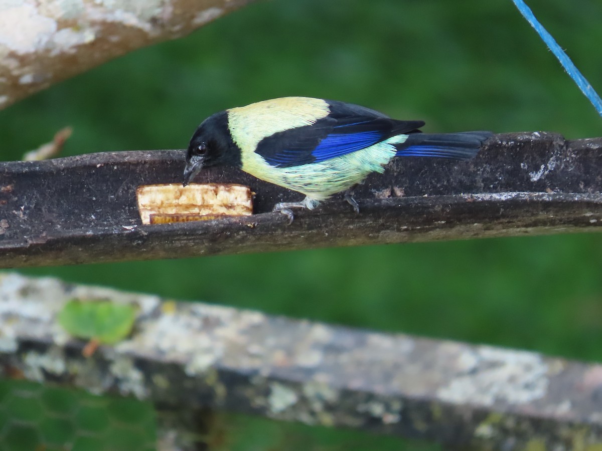 Black-headed Tanager - ML646058884