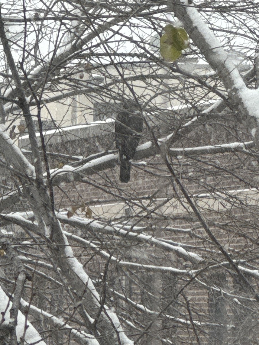 Cooper's Hawk - ML646058885