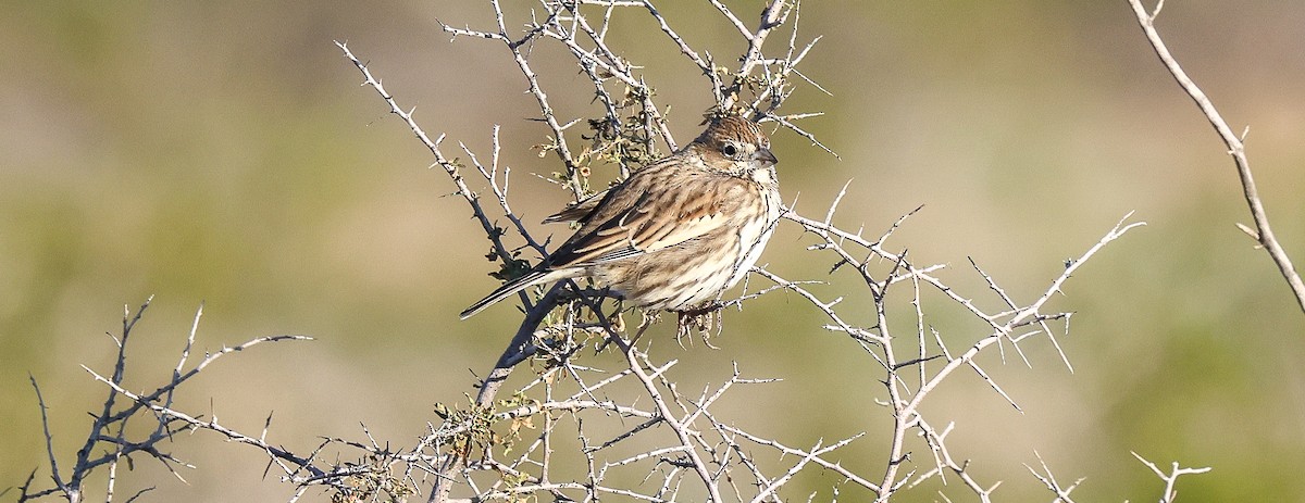 Lark Bunting - ML646058888