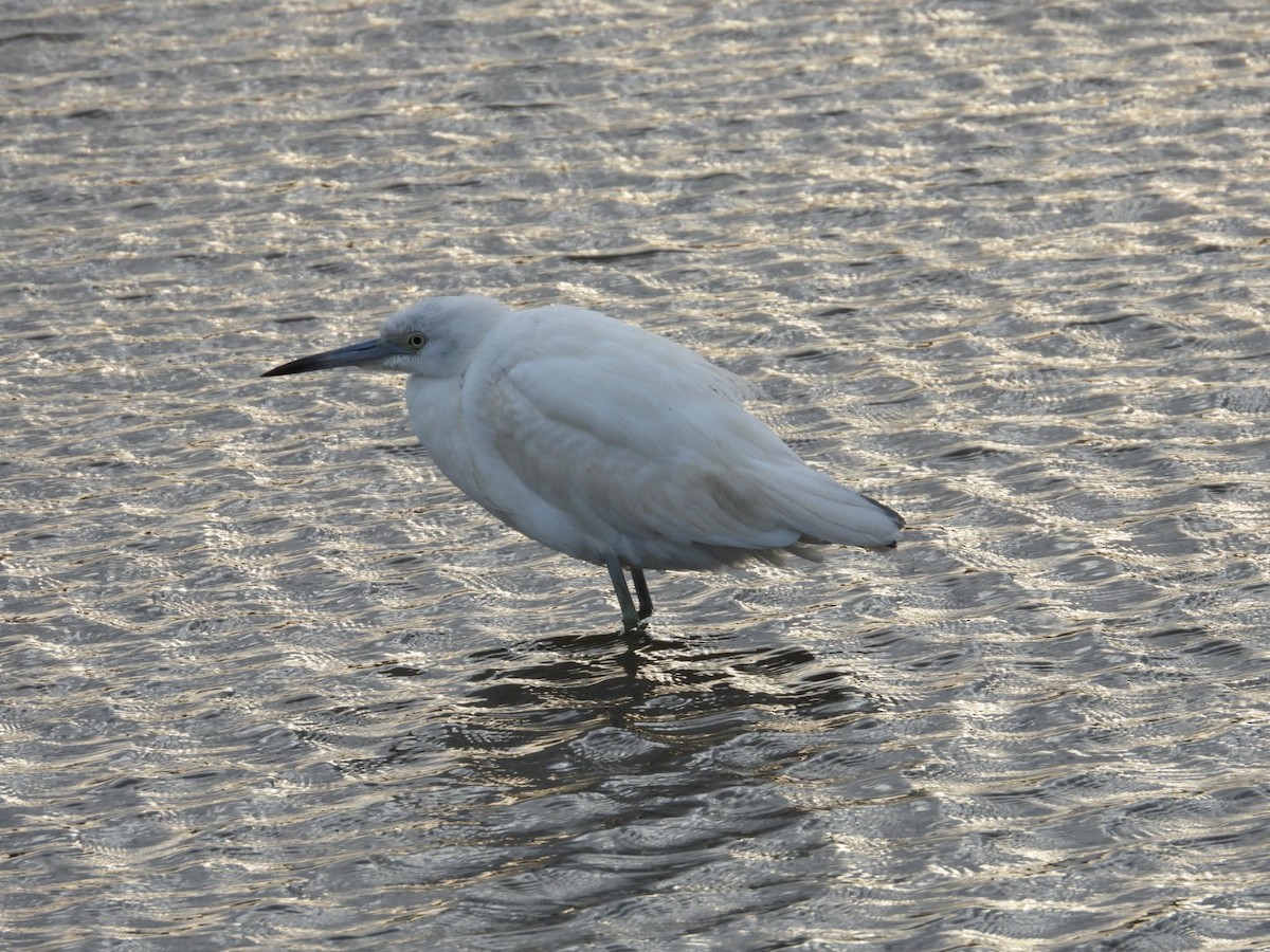 Koartzatxo urdina - ML646058889