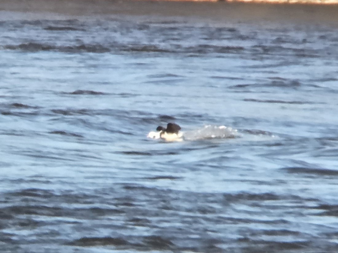 Izotz-ahatea - ML646058890