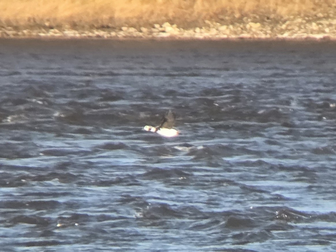 Izotz-ahatea - ML646058891