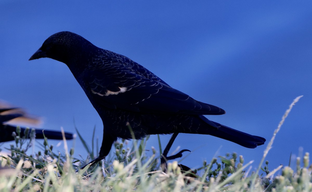 Sargento Tricolor - ML646058892