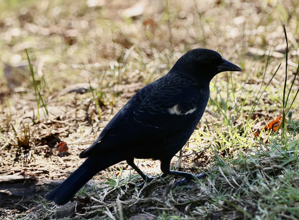 Sargento Tricolor - ML646058893