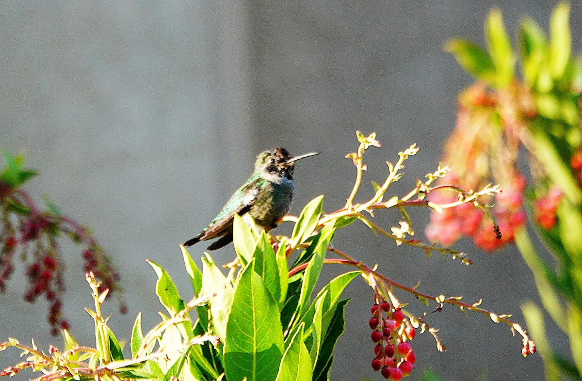 Anna's Hummingbird - ML646058894
