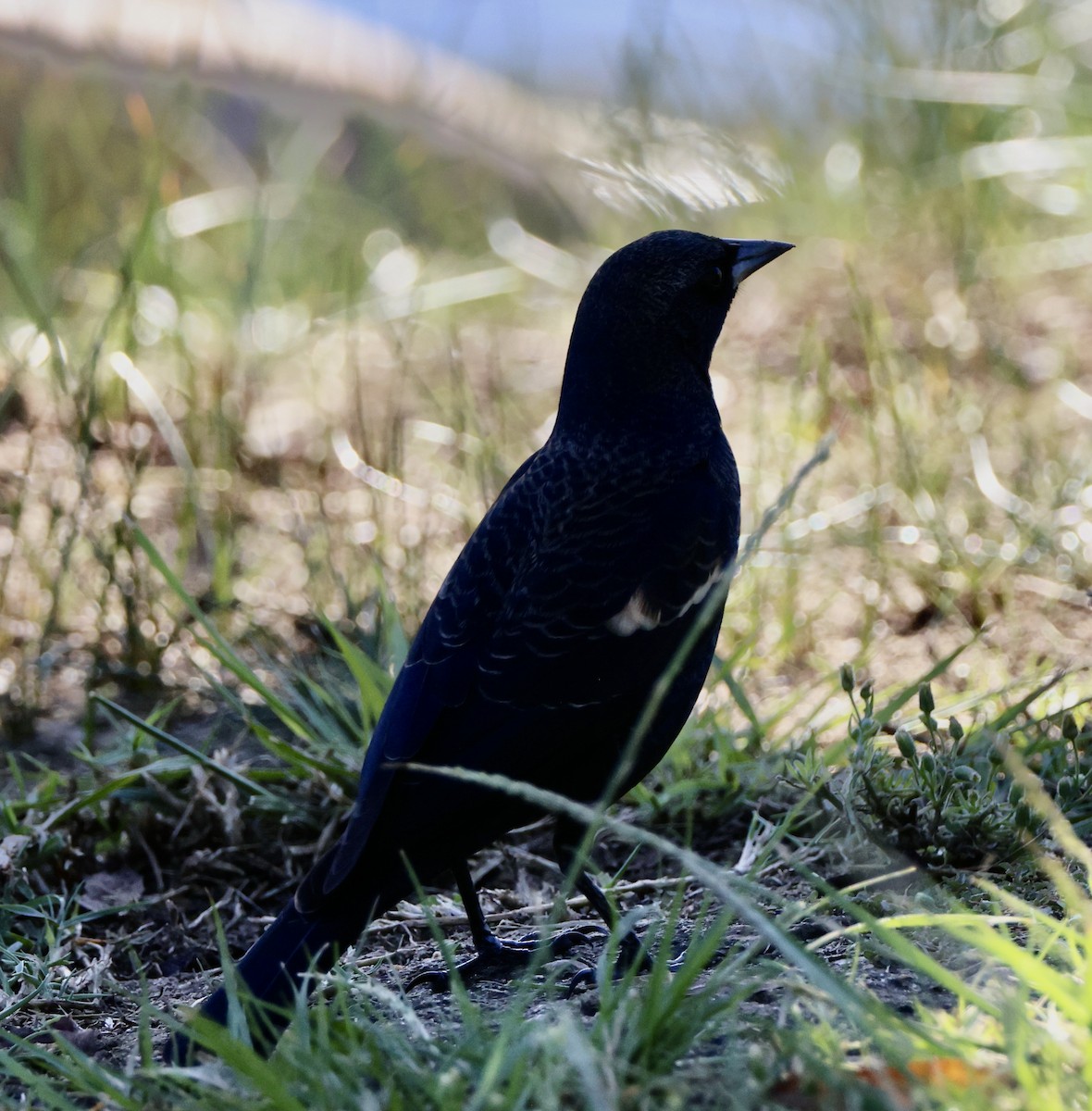 Sargento Tricolor - ML646058895