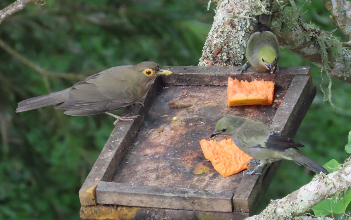 Желтоглазый дрозд - ML646058902