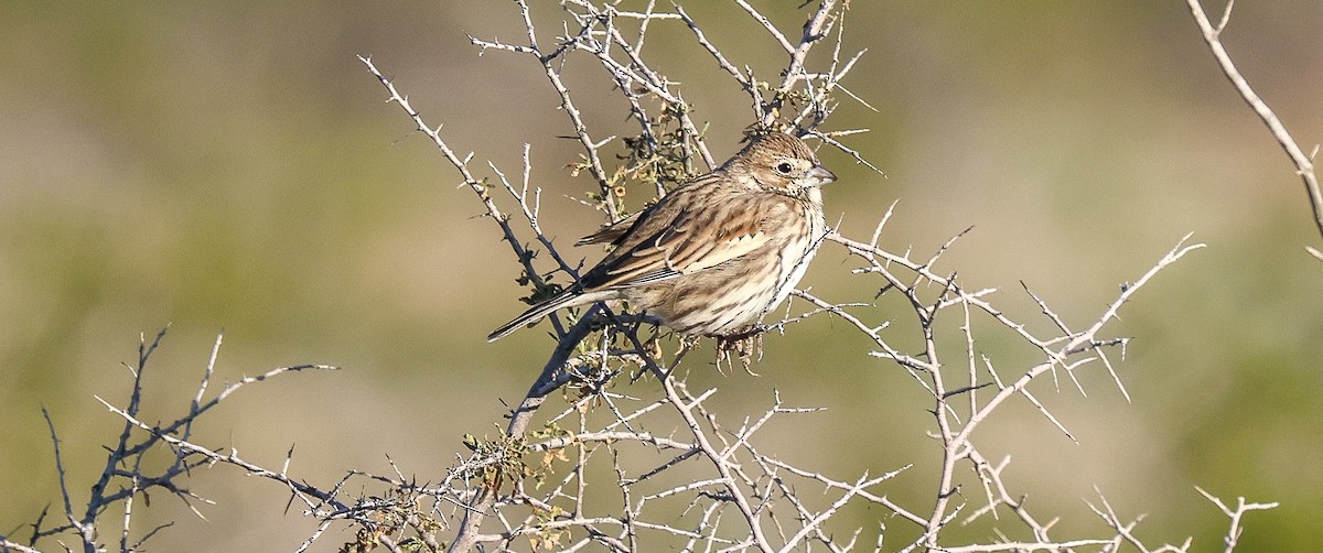 Жаворонковая овсянка - ML646058905