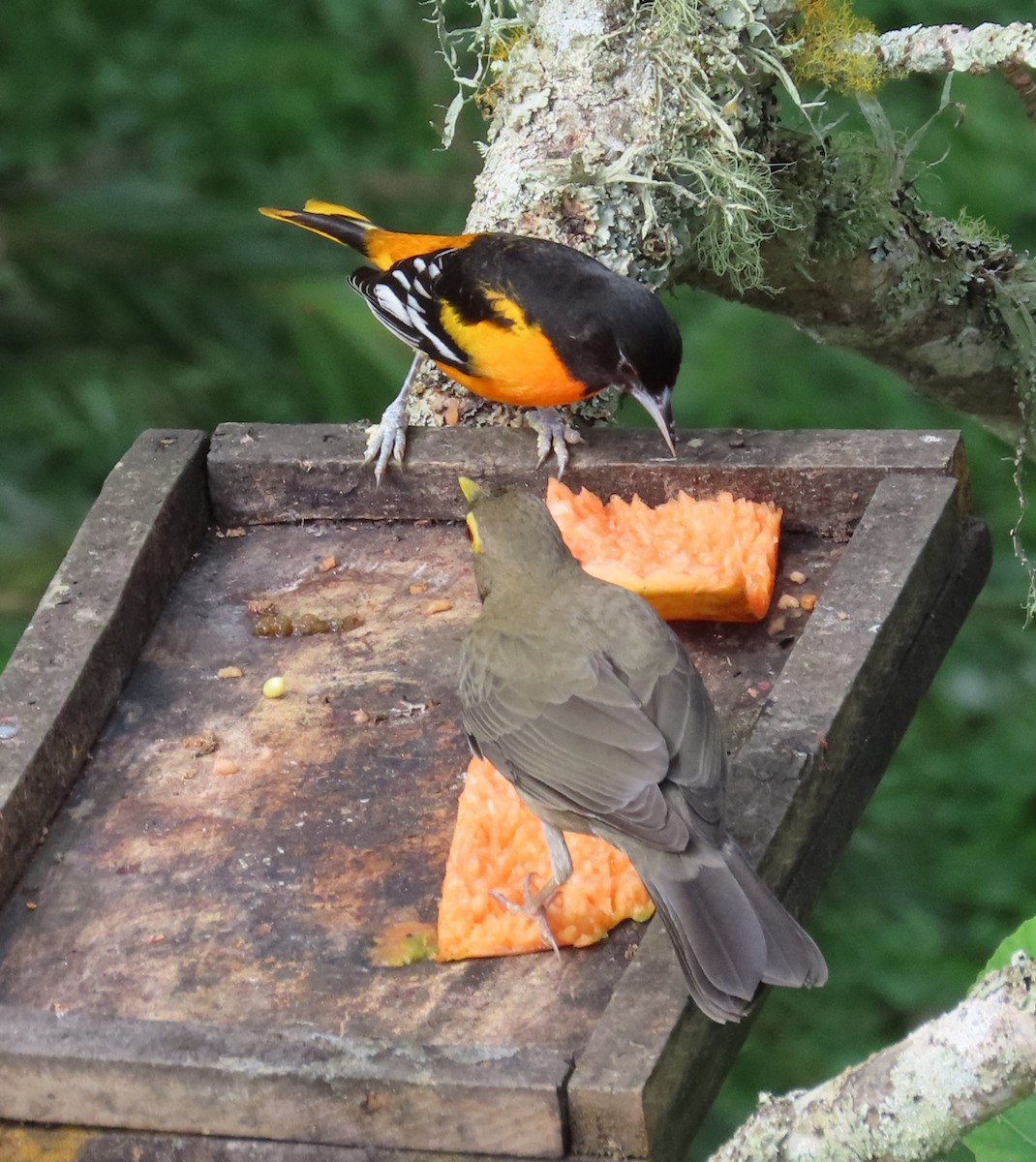 Желтоглазый дрозд - ML646058912