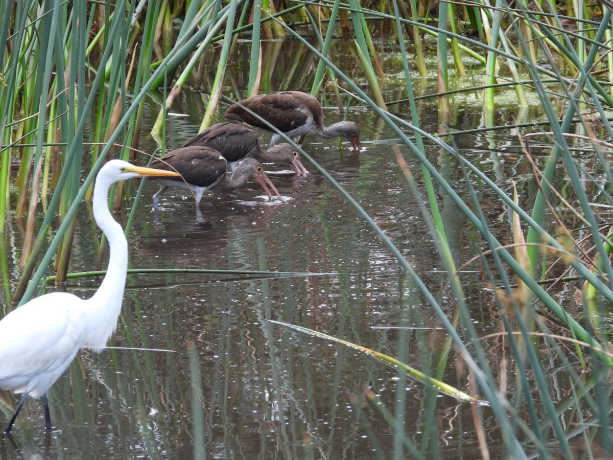 Ібіс білий - ML646058918