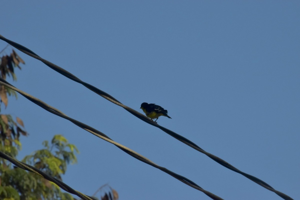 Lesser Goldfinch - ML646058943